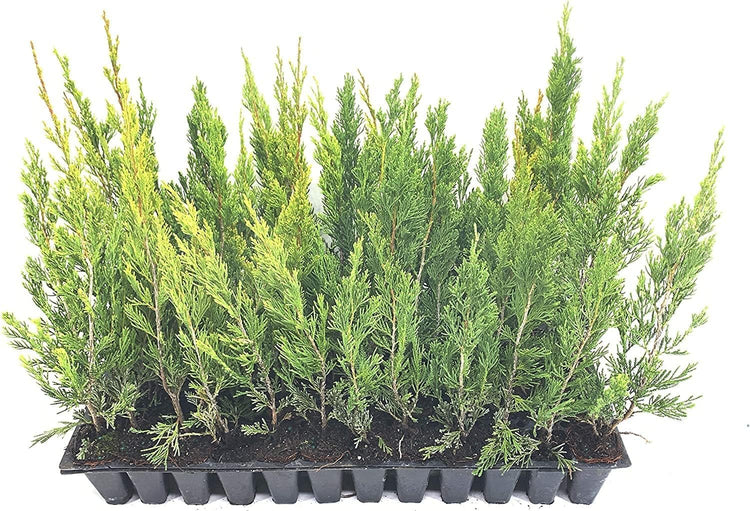 Spartan Juniper | Live Trees | Juniperus Chinensis | Evergreen Privacy Screening Plant