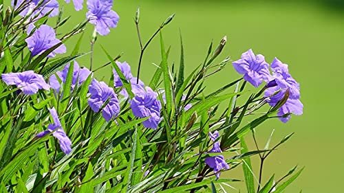 Mexican Petunia Purple I Large Gallon Size Plants I Ruellia Brittoniana | Live Vibrant Purple Flowers, Drought and Heat Tolerant, Ideal for Garden Borders and Container Planting