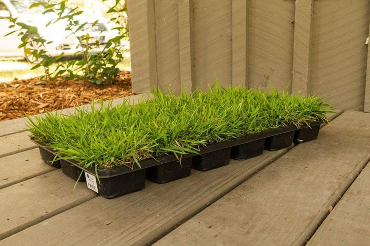 Florida Foliage Zoysia Sod Plugs - Large 3" x 3" Plugs - Count Tray - Drought, Salt & Shade Tolerant Turf Grass