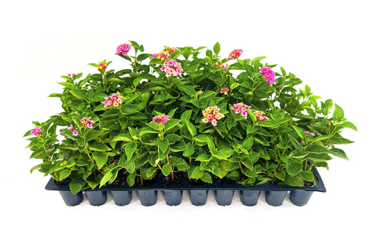 Lantana Confetti | Live Plants | Lantana Camara | Colorful Garden Shrub | Drought Tolerant Perennial Plants