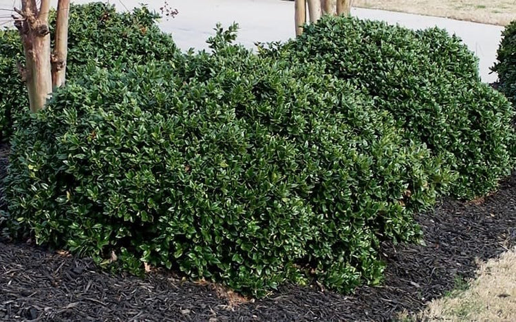 Green Carissa Holly Ilex | Extra Large 3 Gallon Plants | Ilex cornuta 'Carissa' | Hardy Evergreen Shrub | Fast-Growing Garden Accent