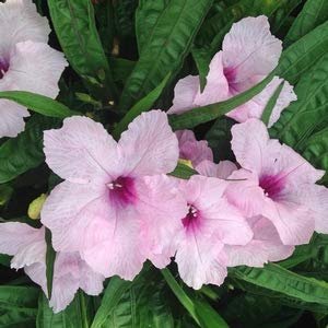 Mexican Petunia Pink I Large Gallon Size Plants I Ruellia Brittoniana | Live Delicate Pink Flowers, Drought and Heat Tolerant, Perfect for Borders and Containers