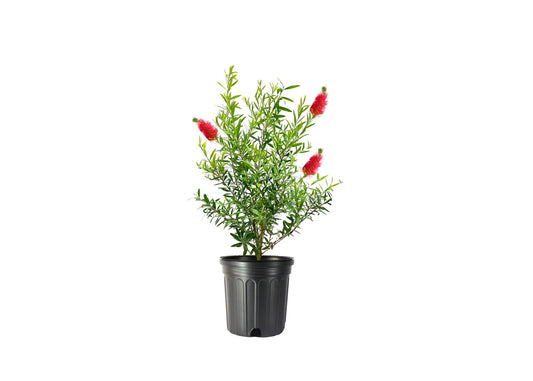 Bottlebrush Tree | Live Gallon Size Plant | Callistemon Citrinus Red Cluster | Drought Tolerant Bird Attracting Shrub Tree