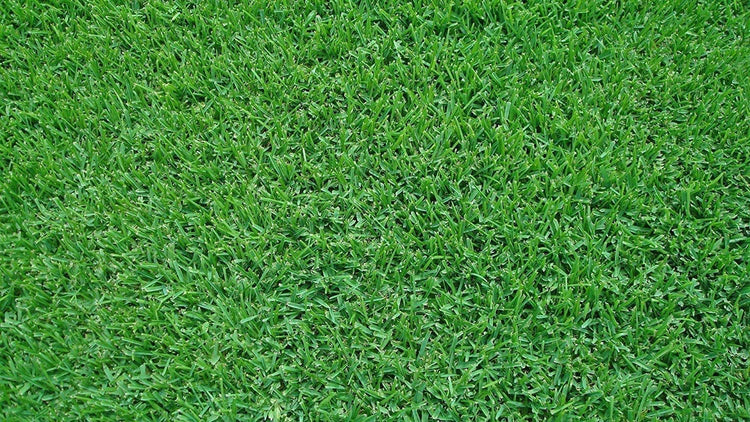 St. Augustine 'Seville' Sod - Live Plugs - Drought, Salt & Shade Tolerant Turf Grass