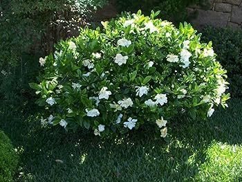 Gardenia Belmont | Extra Large 3 Gallon Plants | Gardenia Augusta 'Belmont' | Lush Blooming | Evergreen Elegance