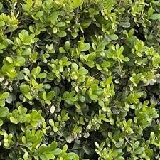 Japanese Boxwood | Extra Large Gallon Plants | Dense & Evergreen Shrub, Ideal for Elegant Hedges, Topiary, Borders, and Landscape Design, Hardy & Drought Tolerant