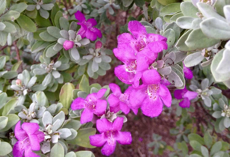 Texas Sage | Extra Large 3 Gallon Plants | Leucophyllum frutescens | Drought Tolerant | Low Maintenance Landscaping