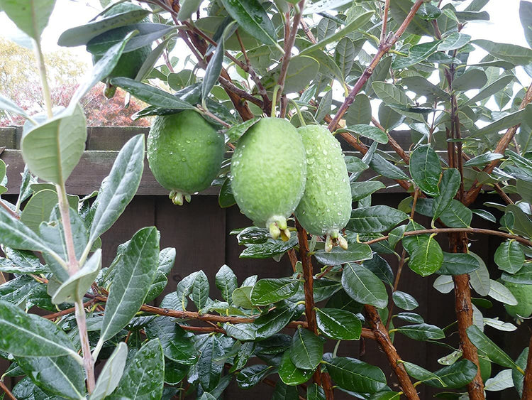 Pineapple Guava | Extra Large Gallon Plants | Feijoa Sellowiana | Edible Fruit Shrub and Fragrant Flowering Foliage