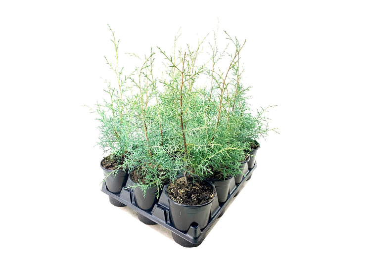 Carolina Sapphire Cypress Tree | Live Quart Size Plants | Beautiful Evergreen Low Maintenance Cold Hardy Privacy Screen