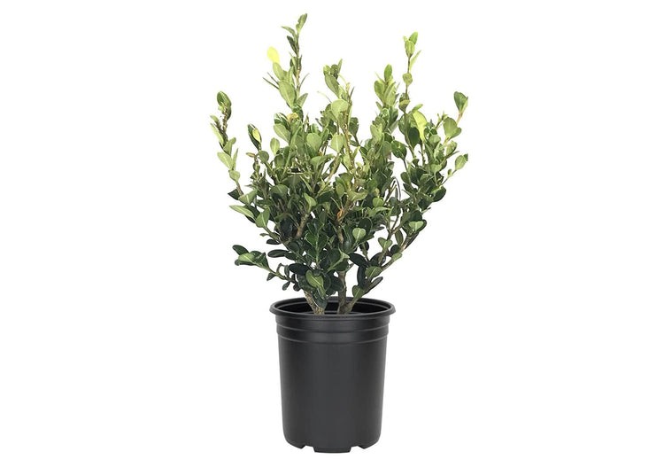 Wintergreen Korean Boxwood - Live Gallon Size Plants - Buxus Microphylla - Cold Hardy Formal Evergreen Hedge