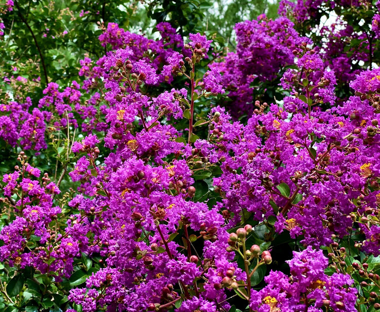 Crape Myrtle Twilight | Extra Large Gallon Plants | Lagerstroemia Indica 'Twilight' | Vibrant Blooms | Drought Tolerant