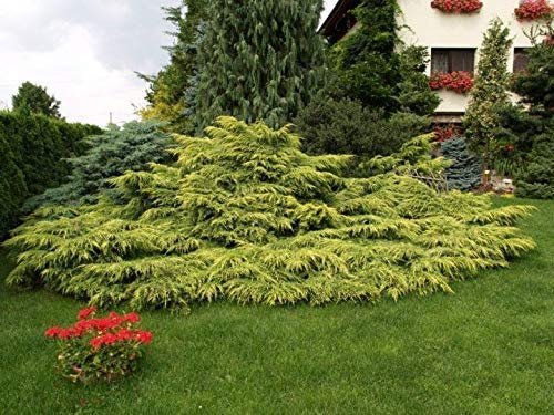 Gold Star Juniper - Live Plants - Juniperus Chinensis - Drought Tolerant Cold Hardy Evergreen Ground Cover