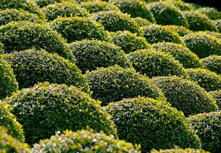 Winter Gem Boxwood - Live Plants - Inch Containers - Buxus Microphylla Japonica - Fast Growing Cold Hardy Formal Evergreen Shrub