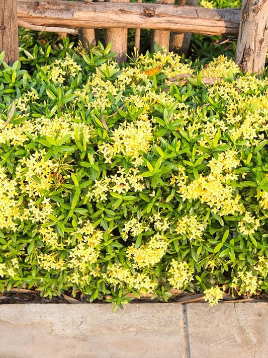 Ixora Yellow | Extra Large Gallon Plants | Ixora chinensis | Bright Garden Highlight | Sun-Loving Tropical Shrub