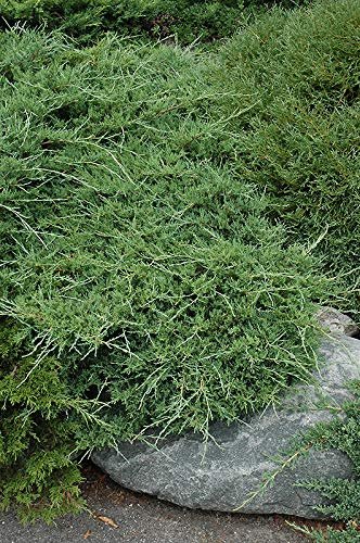 Juniper Sea Spray | Live Inch Pots | Juniperus Chinensis | Drought Tolerant Cold Hardy Evergreen Groundcover Plants