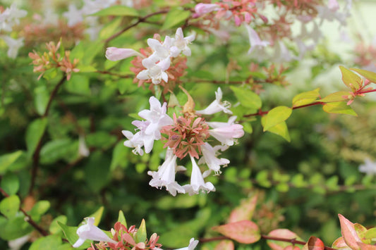 Abelia Francis Mason | Extra Large Gallon Plants | Vibrant & Variegated Foliage, Drought-Tolerant, Low-Maintenance Shrub, Perfect for Landscaping, Borders & Ornamental Gardens