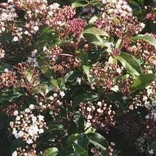 Viburnum Spring Bouquet | Extra Large Gallon Plants | Viburnum Tinus 'Spring Bouquet' | Evergreen Privacy Hedge | Year-Round Interest