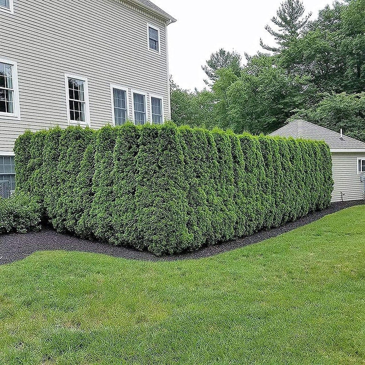 Arborvitae Emerald Green | Live Gallon Size Trees | Thuja Occidentalis Smaragd | Evergreen Privacy Screening Hedge Plants