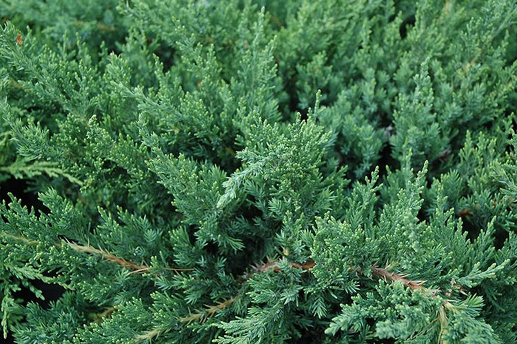 Parsoni Juniper | Extra Large Gallon Plants | Healthy Drought-Resistant Evergreen Shrub - Ideal for Bonsai, Ground Cover, and Outdoor Landscaping – Easy-Growth Variety