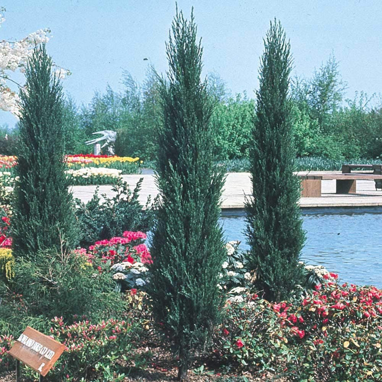 Skyrocket Juniper - Live Inch Pots - Juniperus Scopulorum - Formal Upright Evergreen Tree