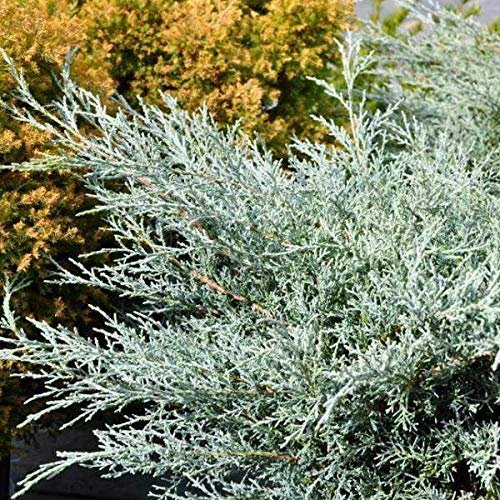 Juniper Angelica Blue - Live Plants - Juniperus Chinensis - Drought Tolerant Cold Hardy Evergreen