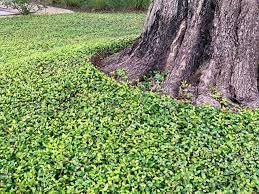 Asiatic Jasmine Minima I Large Gallon Size Plants I Trachelospermum Asiaticum I Live Dense, Evergreen Foliage - Perfect for Lawn Substitutes and Erosion Control