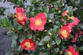 Camellia Sasanqua Yuletide I Extra Large Gallon Plants I Red Flowering Bright Red Winter Blooms, Live Plant for Indoor & Outdoor Gardens