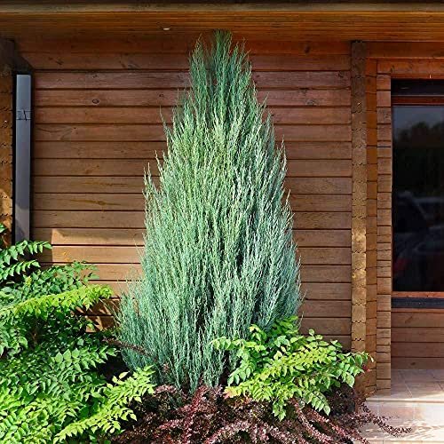 Skyrocket Juniper - Live Inch Pots - Juniperus Scopulorum - Formal Upright Evergreen Tree