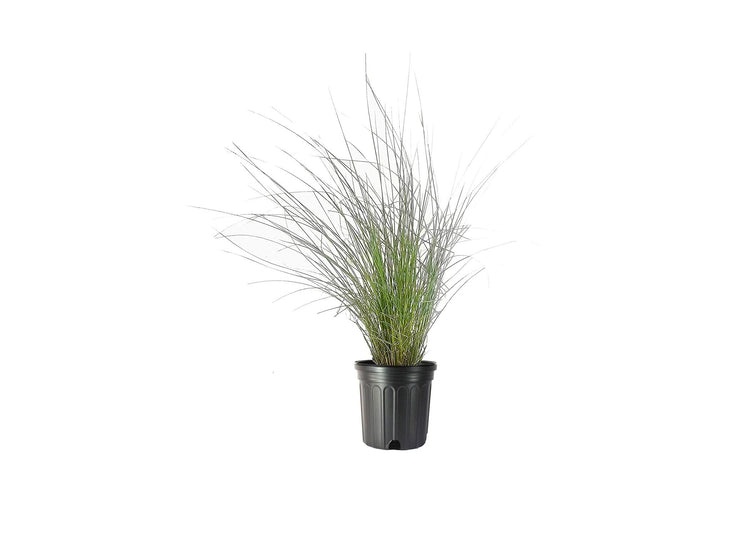 Muhly Grass - Live 1 Gallon Plants - Muhlenbergia Capillaris - Hairawn Muhly | Drought Tolerant Pink Blooming Ornamental Grass