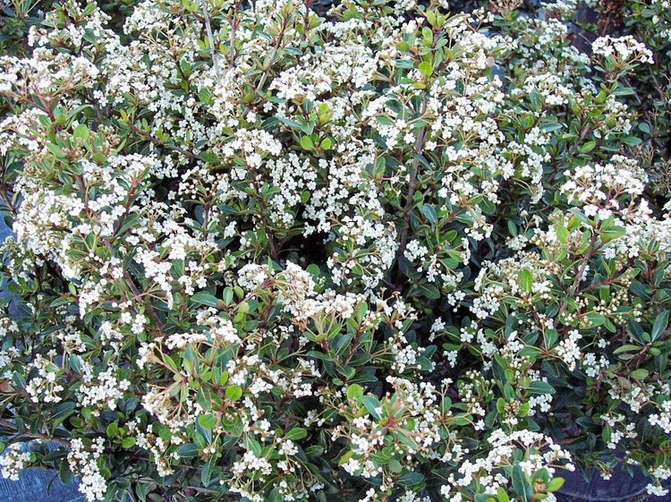 Viburnum Densa | Extra Large Gallon Plant | Viburnum Odoratissimum 'Densa' | Lush Landscape Addition | Hardy Shrub