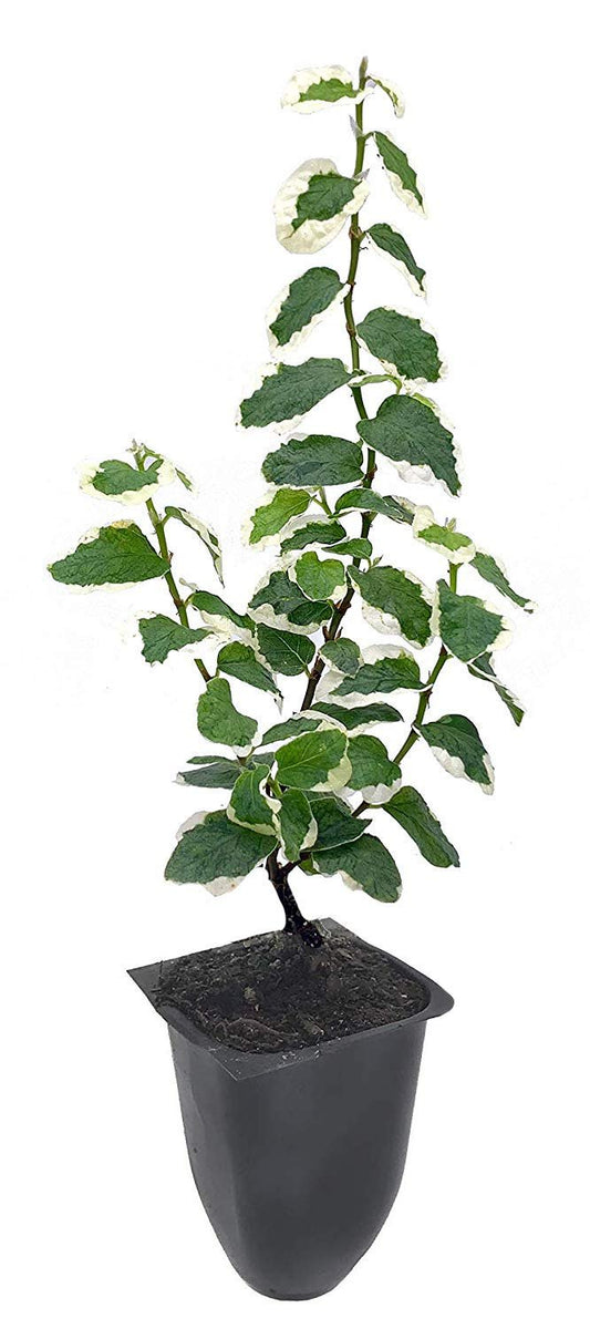 Variegated Creeping Fig Vine - Ficus Pumila Variegata - Live Fully Rooted Inch Plants - Climbing Ivy