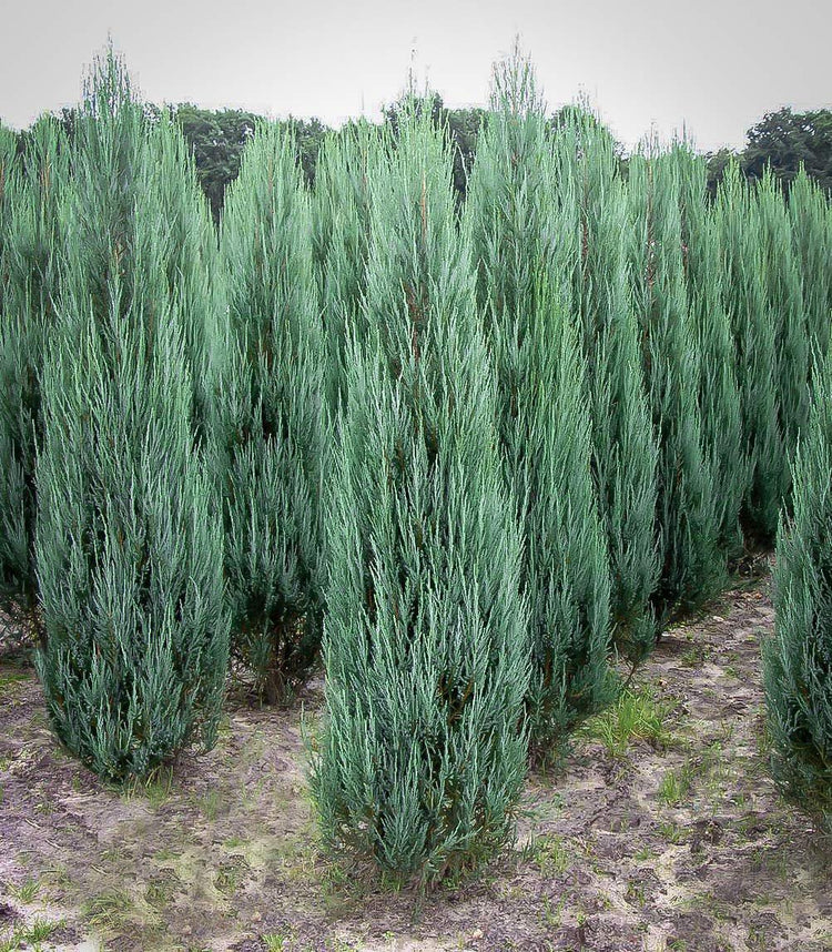 Blue Arrow Juniper - Live Trees - Juniperus Scopulorum - Formal Evergreen Privacy Screen