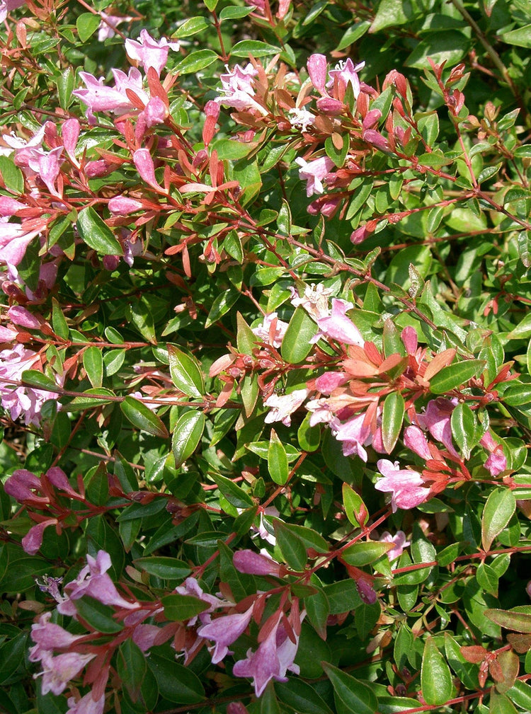 Abelia Grandiflora Edward Goucher | Large Gallon Size Plants | Flowering Butterfly Attracting Shrub