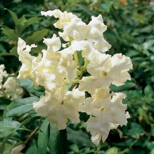 Lady of The Night | Live Plants | Brunfelsia Americana Nitida | Fragrant Tropical Bloomer | Perfect for Evening Gardens (10 Plants)