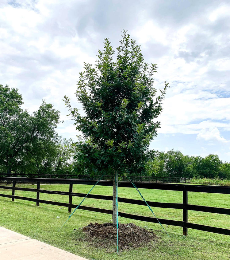 Shumard Red Oak | Large Gallon Size Pots | Quercus Shumardii | Shade Tree | Fast-Growing Landscape Plants