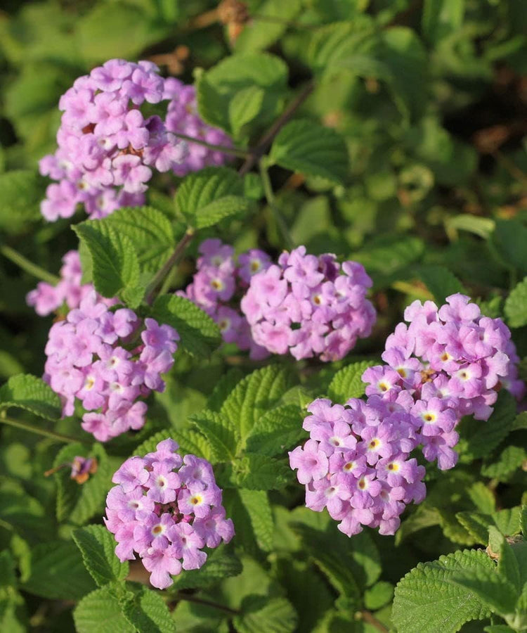 Lantana Purple I Large Gallon Size Plants I Verbenaceae Camara I Live Rich Purple Blooms, Heat and Drought Resistant, Ideal for Containers and Garden Borders (2 Plants)