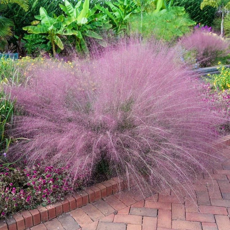 Muhly Grass | Extra Large Gallon Plants | Muhlenbergia capillaris | Landscape Beautification | Garden Elegance