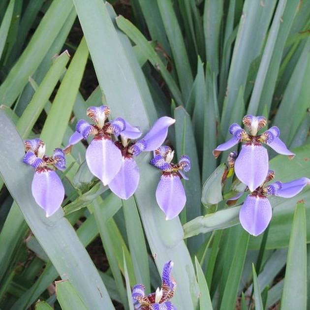 Walking Iris Regina | Live Plants | Giant Apostle Plant | Exotic Fragrant Blooming Specimen