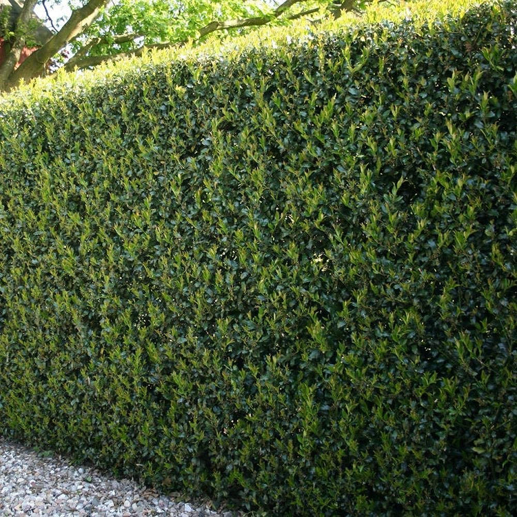 Dwarf Burford Holly | Live Quart Size Plants | Ilex Burfordi Evergreen Hedge Red Berries Shrub Tree