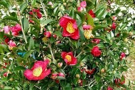 Camellia Sasanqua Yuletide I Extra Large Gallon Plants I Red Flowering Bright Red Winter Blooms, Live Plant for Indoor & Outdoor Gardens