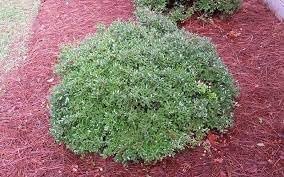 Dwarf Yaupon Schilling Holly | Extra Large 3 Gallon Plants | Ilex vomitoria 'Schillings' | Vibrant Evergreen Shrub | Perfect for Landscaping