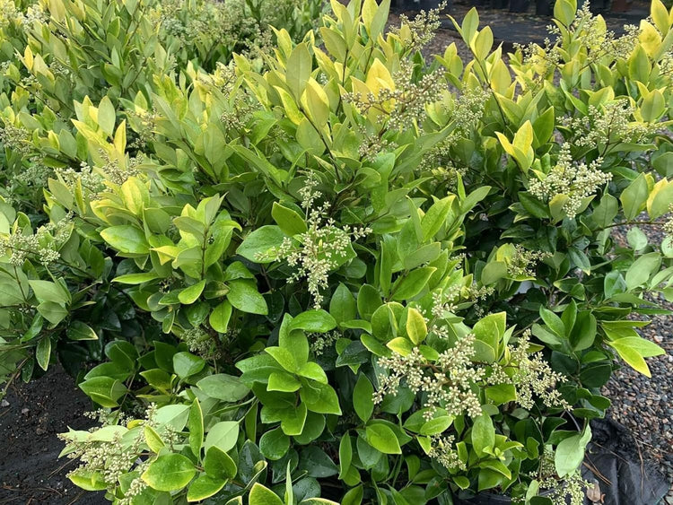 Ligustrum Japonicum Howardi I Large Gallon Size Plants I Variegated Privet Howard I Quality, Evergreen Japanese Privet Shrub for Ornamental Landscaping, Fast-Growing, Low-Maintenance