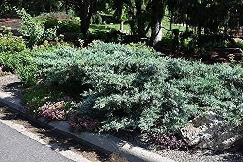 Blue Pfitzer Juniper | Live 4 Inch Pots | Juniperus Chinensis | Drought Tolerant Cold Hardy Evergreen Groundcover Plants