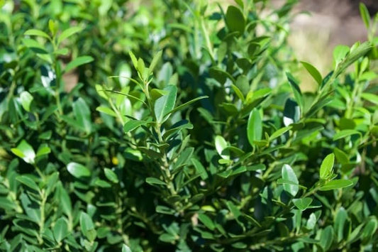 Hoogendoorn Holly Shrub I Large Gallon Size Plants I Ilex Crenata | Lustrous Evergreen for Hedging, Privacy Screens, and Decorative Accents