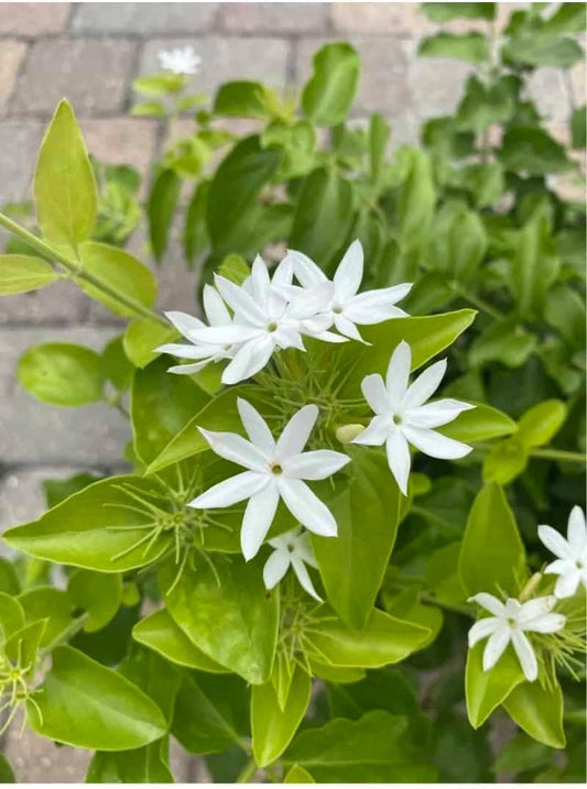 Downy Jasmine | Extra Large 3 Gallon Plant | Jasminum multiflorum | Fragrant Flowering Shrub | Ideal for Gardens and Patios