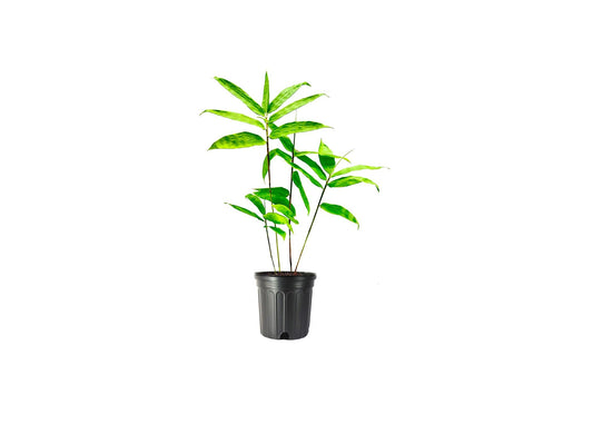 Dendrocalamus Asper Bamboo | Live Plants | Fast-Growing Giant Bamboo | Ideal for Indoor/Outdoor Green Spaces, Landscaping & Eco-Friendly Decor | Also Known As Dragon or Rough Bamboo