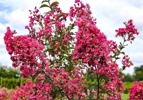 Crape Myrtle Tonto | Extra Large Gallon Plants | Lagerstroemia 'Tonto' | Hardy Fuchsia Blooms | Compact Growth