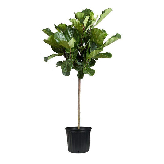 Fiddle Leaf Fig Live Tree | Extra Large Gallon Tree | Beautiful Florist Quality Trendy Indoor Houseplant | Perfect for Home and Office Decor