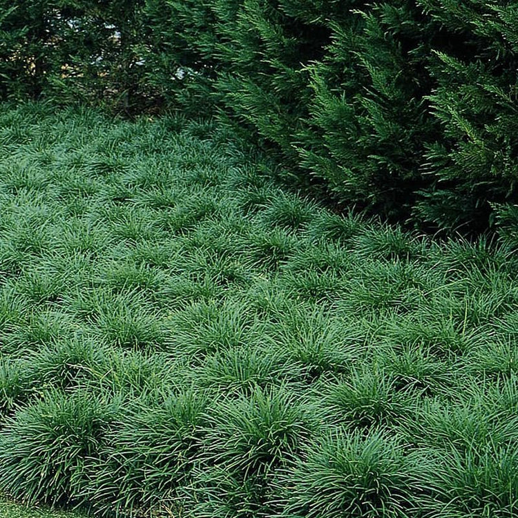 Mondo Grass I Large Gallon Size Plants I Ophiopogon Japonicus I Live Dense, Evergreen Ground Cover Plant, Ideal for Edging, Borders, and Ornamental Landscaping, Easy to Care