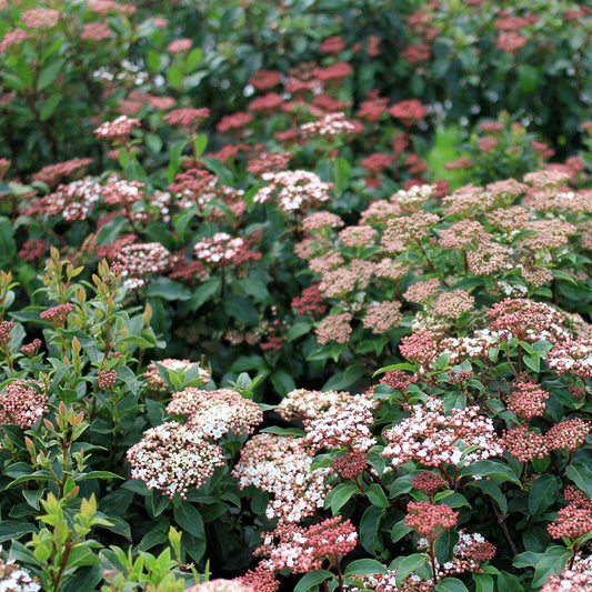 Spring Bouquet Viburnum - Live Plants - Tinus Laurustinus - Blooming Evergreen Shrub